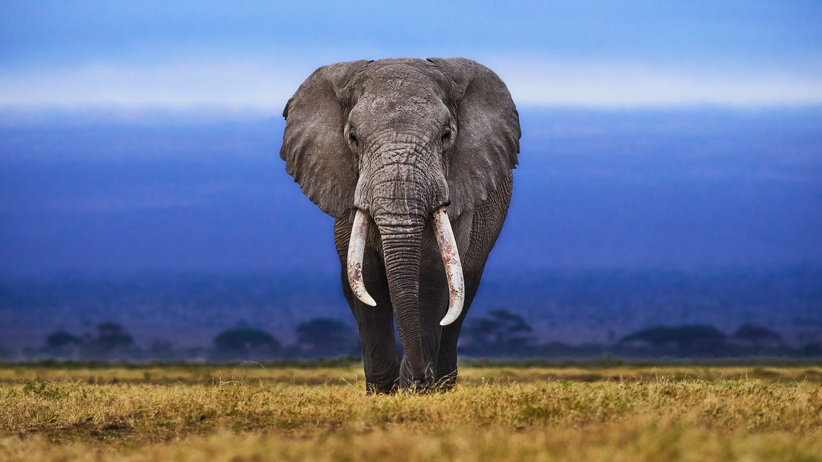 The elephant is large because the Earth is vast enough. (Image credit: Thomas Merkt)